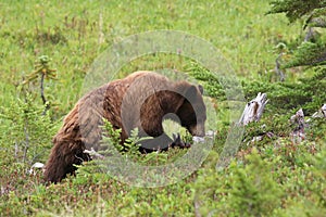 Juvenile Black Bear Foraging