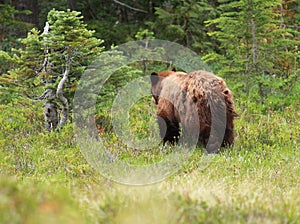 Juvenile Black Bear Walking Away