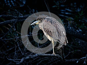 Juvenile Black Capped Night Heron in the Shadows of a Florida Wetland