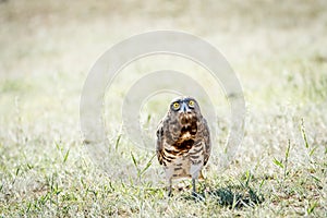 Juvenile Black-chested snake eagle in the grass.