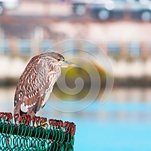 Juvenile black crowned night heron