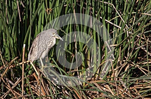 Juvenile Black-Crowned Night-Heron