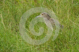 Juvenile Black-crowned Night-heron