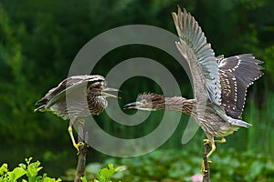 Juvenile Black-crowned Night Heron