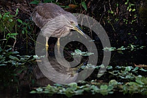 Juvenile Black-crowned Night Heron