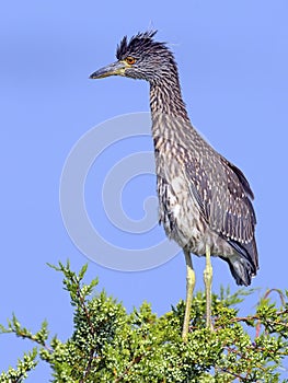 Juvenile Black-crowned Night Heron