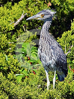 Juvenile Black-crowned Night Heron