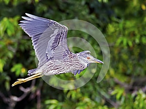 Juvenile Black-crowned Night Heron