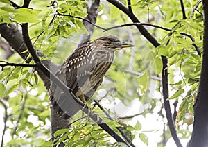 Juvenile Black-crowned Night Heron