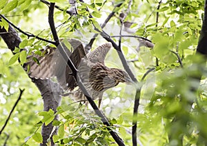 Juvenile Black-crowned Night Heron