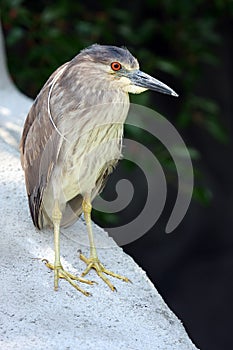 Juvenile Black Crowned Night Heron