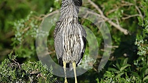 Juvenile black-crowned night heron