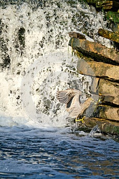 Juvenile Black Crowned Night Heron with a fish in its mouth it just caught at a waterfall