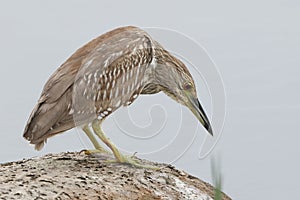 Juvenile Black-crowned Night Heron - Florida