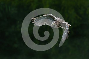 Juvenile Black-crowned Night Heron
