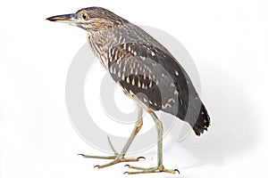 Juvenile black-crowned night heron Nycticorax nycticorax