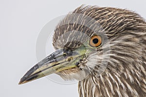 Juvenile black-crowned Night-Heron ocean bird with brown and white feathers and orange eyes