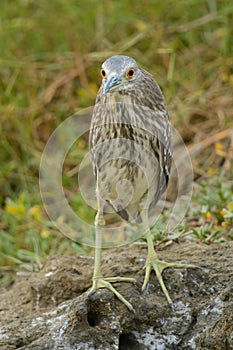 Juvenile Black-crowned Night-heron portrait