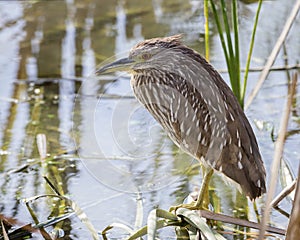 Juvenile Black-crowned Night Heron Scratching its Head