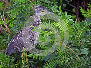 Juvenile Black-crowned Night Heron