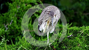 Juvenile Black-crowned Night Heron in a Tree