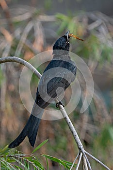 Juvenile Black Drongo feeding on a tree