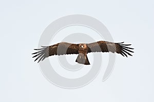 Juvenile Black Hawk eagle fly