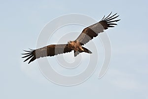 Juvenile Black Hawk eagle fly