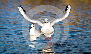 A juvenile black-headed gull Chroicocephalus ridibundus