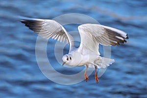 juvenile black headed gull in flight