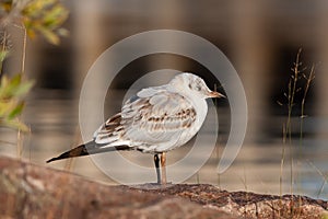 Juvenile black-headed gull taking a nap