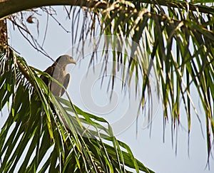 A juvenile Black Kite on a palm tree