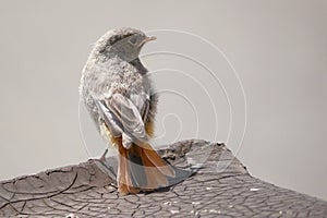 Juvenile Black Redstart