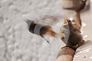 Juvenile Black Redstart after Feed