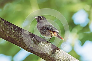 Juvenile black redstart with short orange tail