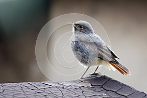 Juvenile Black Redstart