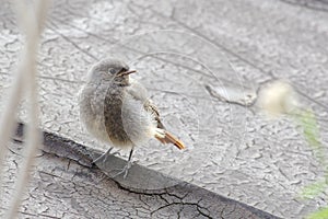 Juvenile Black Redstart