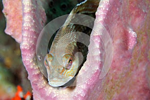 Juvenile black sea bass resting on a vase sponge at Gray\'s Reef National Marine Sanctuary.