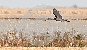 A juvenile Black Stork in low flight