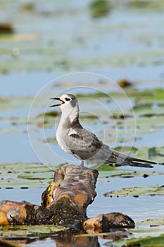 Juvenile Black Tern