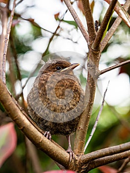 A juvenile blackbird Turdus merula