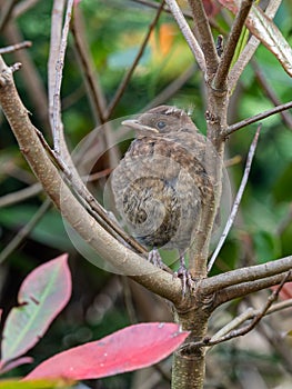 A juvenile blackbird Turdus merula