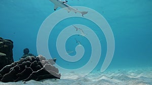 Juvenile blacktip reef sharks schooling at Koh Tao, Thailand