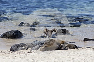 Juvenile blue-footed booby landing on rock next to Galapagos sea lion adult and pup resting on beach