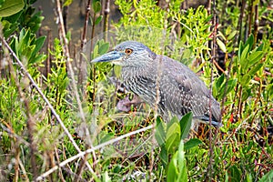 Juvenile Blue Heron Hiding in a Florida Mangrove