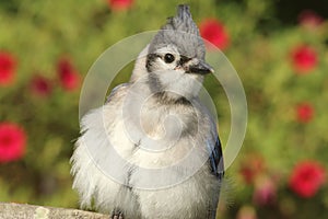 Juvenile Blue Jay (corvid cyanocitta)