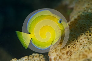 Juvenile Blue Tang