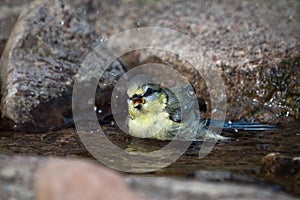 Juvenile blue tit bird