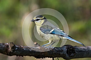 Juvenile blue tit bird