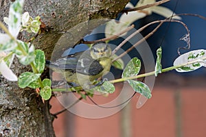 Juvenile blue tit bird, cyanistes caeruleus. Less than an hour after fledging from the nest box, juvenile bluetit perched on a